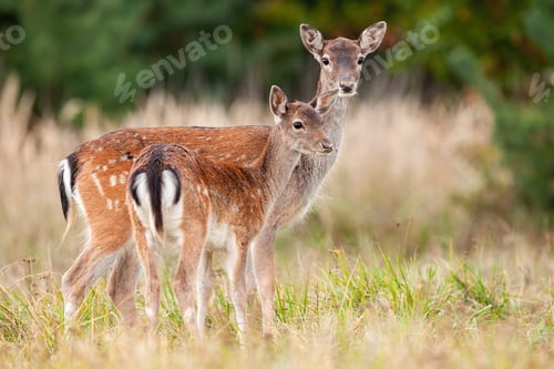 Preview: Two fallow deer standing on meadow in autumn nature