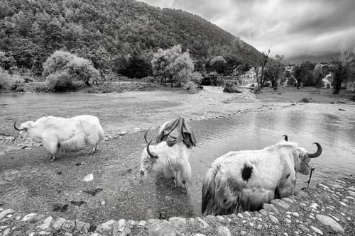 Preview: Yaks at the White Water River bank, China.