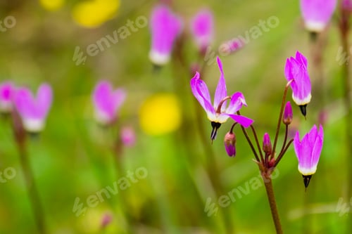 Preview: Henderson's Shooting Star wildflower
