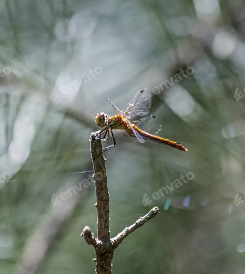 Preview: Dragonfly on a pine tree branch