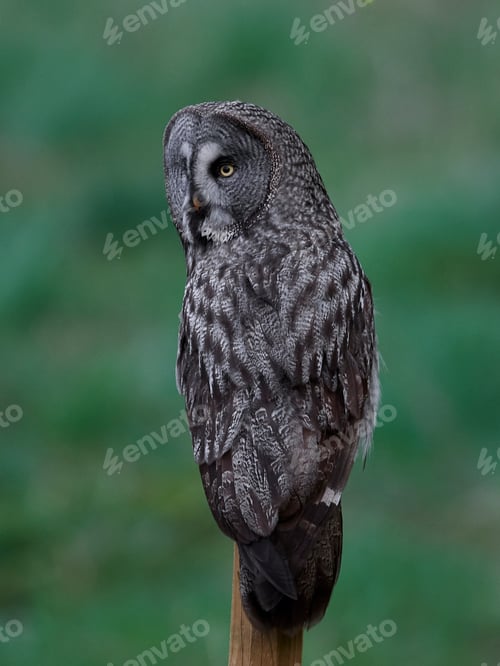 Preview: Great grey owl (Strix nebulosa)