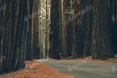 Preview: Redwood Woodland Road