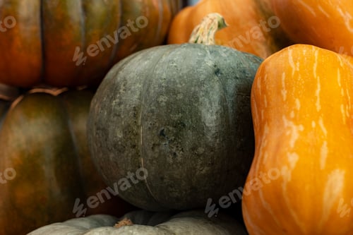 Preview: Background of a lot of colorful pumpkins