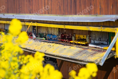 Preview: Beehive boxes for beekeeping and honey collecting in blooming canola field