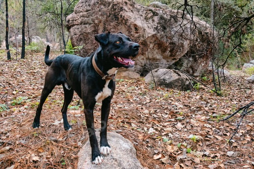 Preview: Happy dog watching with copyspace
