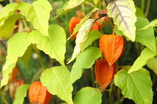 Preview: Bright ripe physalis sepals on bush, closeup