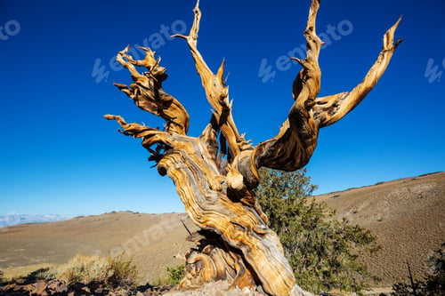 Preview: Ancient tree