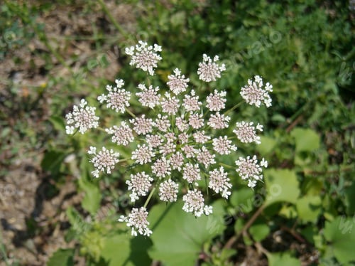 Preview: Tiny white flowers in bunches