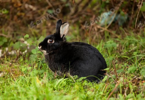 Preview: Black Rabbit