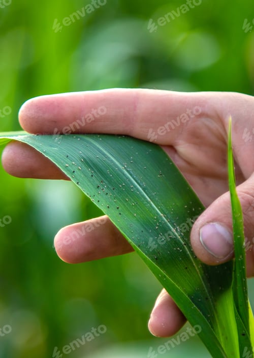 Preview: Field corn aphids leaves parasites pests. Selective focus.