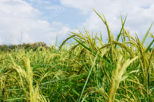 Preview: Growing ears of rice on fields