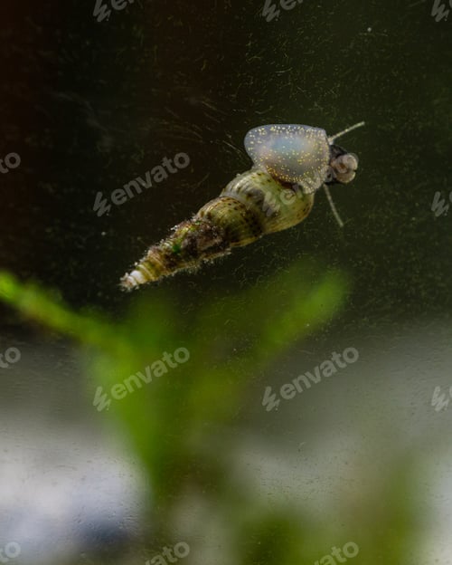 Preview: Vertical shot of red-rimmed Melania snail on the aquarium