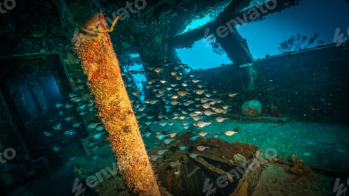 Preview: school of fish inside a shipwreck