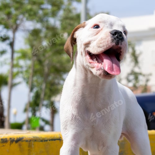 Preview: Cute white baby Guatemalan Bull Terrier