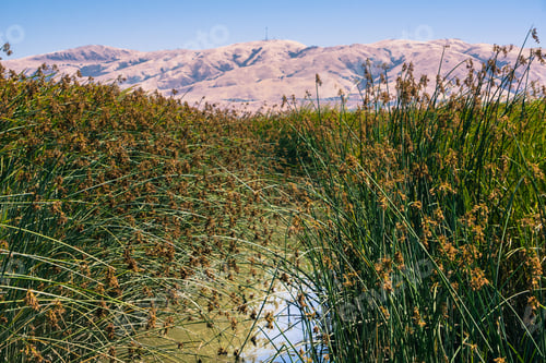 Preview: Tule reeds and cattail in the marsh restored at Alviso Marina County Park, San Jose, California