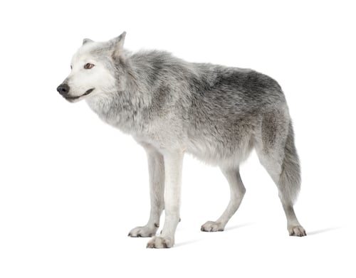 Preview: Mackenzie Valley Wolf (8 years) - Canis lupus occidentalis