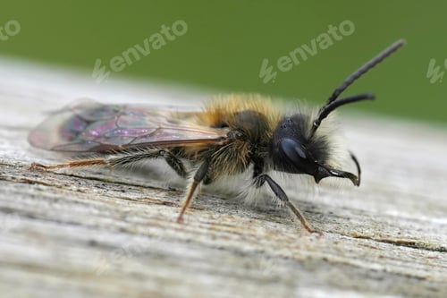 Preview: Closeup on a male of the Mellow miner mining bee, Andrena mitis sitting on wood