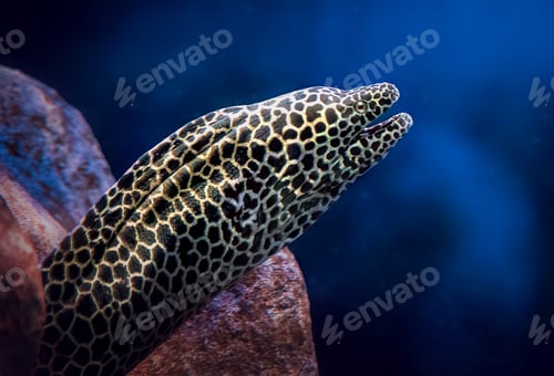 Preview: Laced Moray (Gymnothorax favagineus) - Large Moray Eel