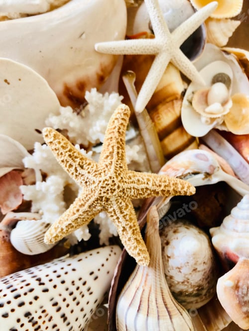 Preview: Closeup of a variety of seashells.