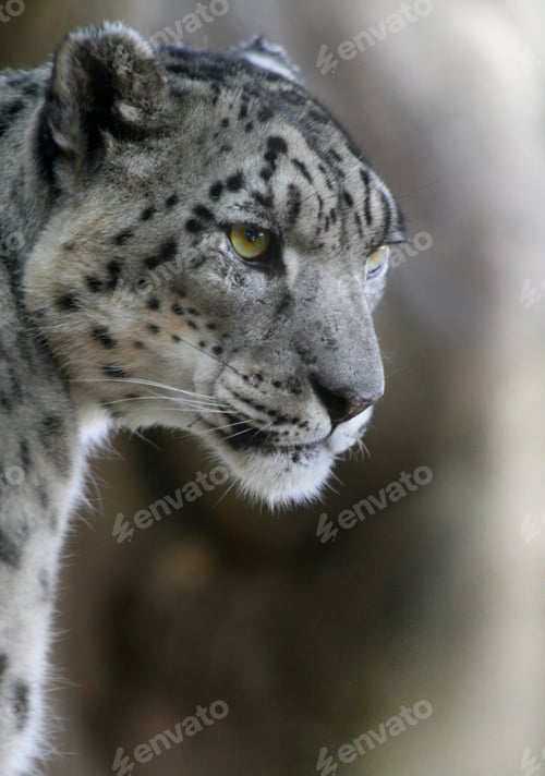Preview: A white snow leopard looking as sophisticated and dashing as he shows his beautiful profile