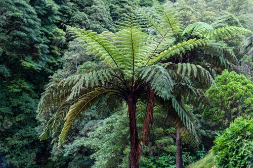 Preview: Parque Natural da Ribeira dos Caldeiroes in Sao Miguel Island, Azores