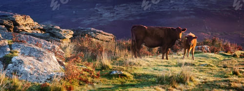 Preview: Panoramic shot of cows grazing on Dartmoor, Devon, UK