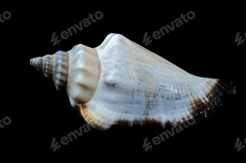 Preview: Canarium urceus shell close-up on black background
