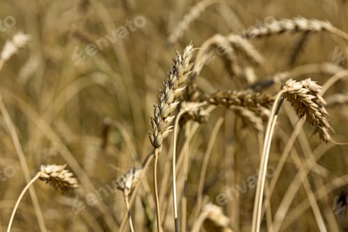 Preview: Yellow grain ready for harvest growing in a farm field