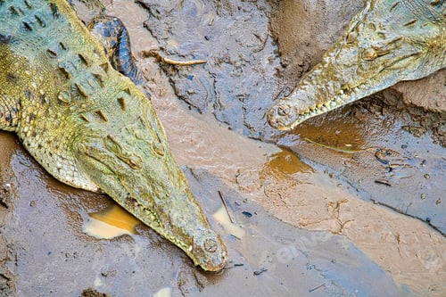 Preview: American Crocodile, Tropical Rainforest, Costa Rica
