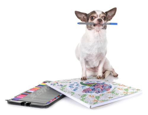 Preview: chihuahua in studio