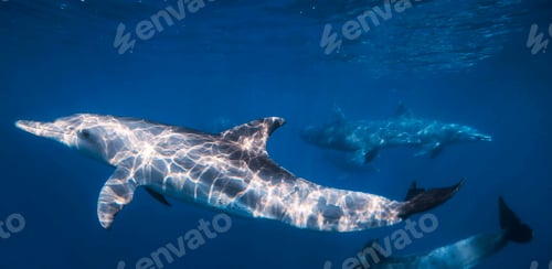 Preview: Underwater world a dolphin floats in the sea
