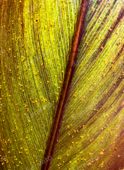 Preview: Golden green and yellow leaf backlit by the sun