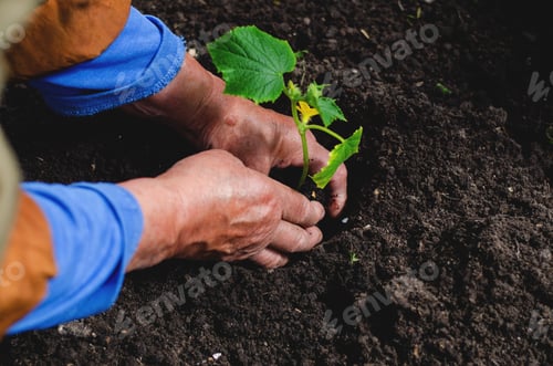Preview: Middle-aged woman planting cucumber seedlings in a greenhouse