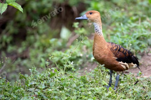Preview: Yellow goose in a clearing