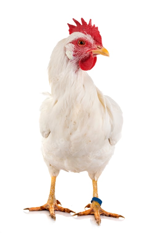 Preview: Leghorn chicken in studio