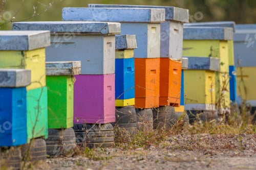 Preview: Colorful bee hives in a row
