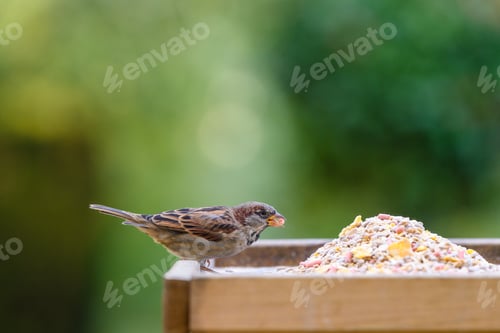 Preview: a sparrow perched on a bird table