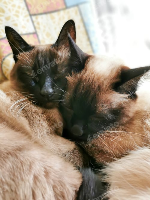 Preview: Siamese cats