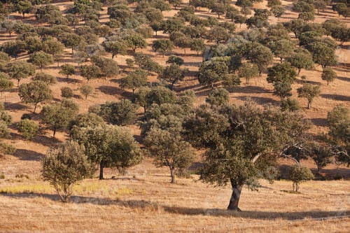 Preview: Holm oaks wood in Extremadura. Dehesa extremena. Spain