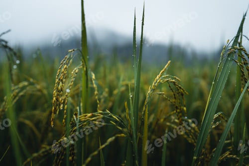 Preview: Rice and rice fields on rainy and foggy days in Asia