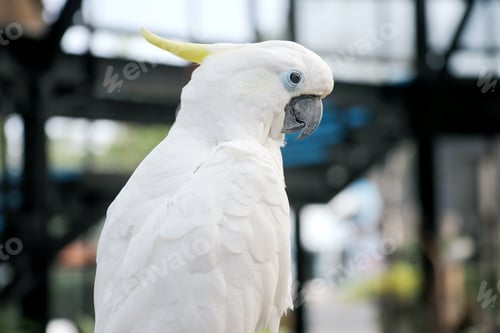 Preview: Cockatoo Sitting on Branch
