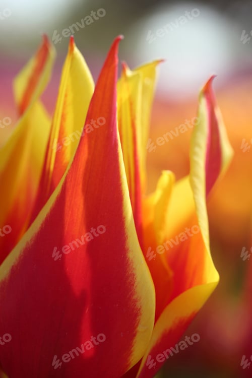 Preview: Tulip