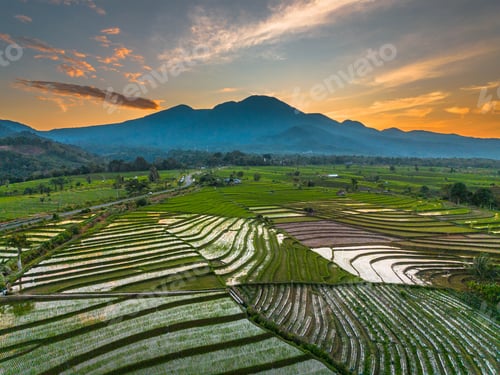Preview: Beautiful morning view indonesia panorama landscape paddy fields