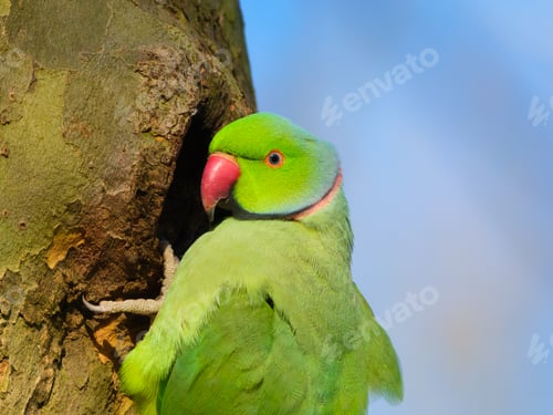 Preview: Rose-ringed parakeet. Bird on the tree. Blurred background. Animals in wild nature.