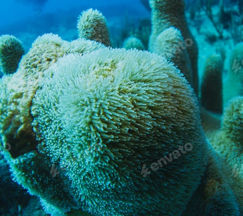 Preview: coral reef macro ,texture, abstract marine ecosystem background on a coral reef