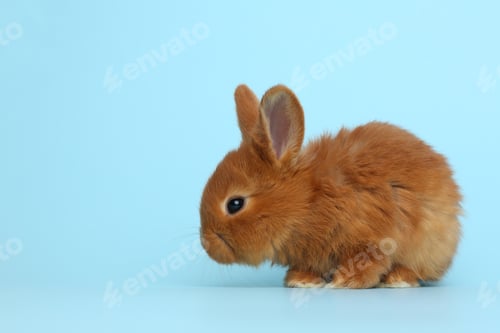 Preview: Adorable fluffy bunny on light blue background. Easter symbol