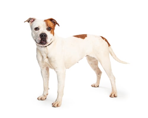 Preview: Pit Bull White Brown Spots Standing Side