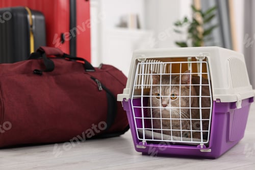 Preview: Travel with pet. Cute cat in carrier and bag at home