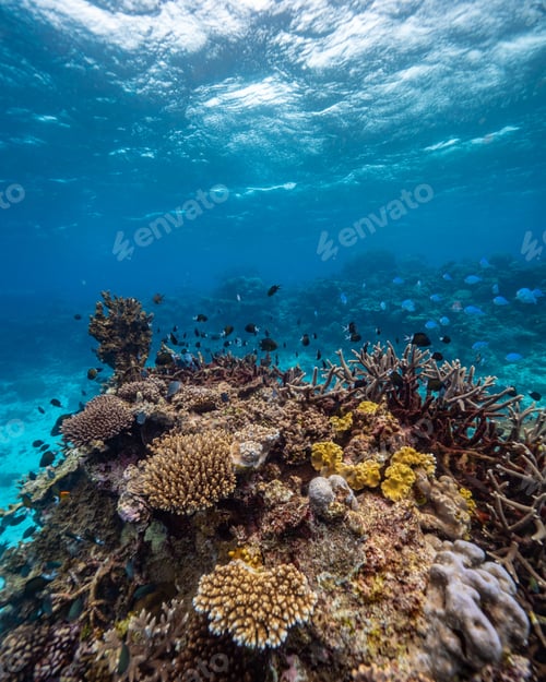 Preview: Vertical shot of a reef with fish swimming around