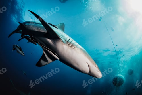 Preview: Blacktip ocean shark swimming in tropical underwaters